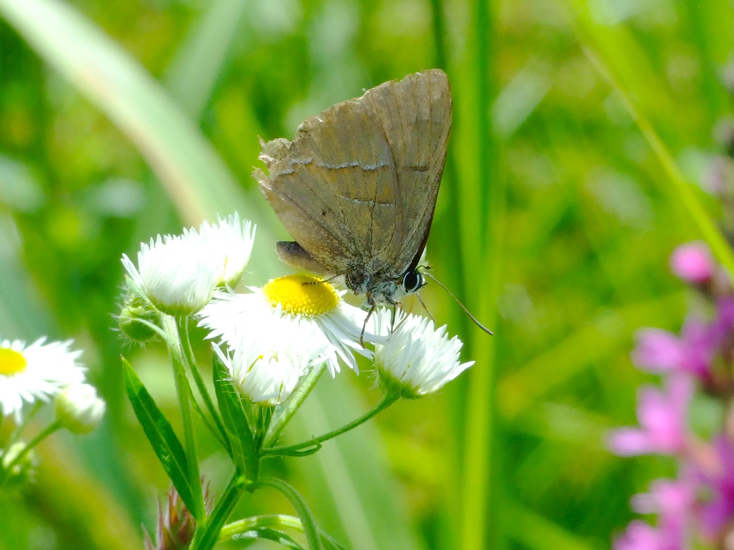 thecla betulae Zasavica 2010v